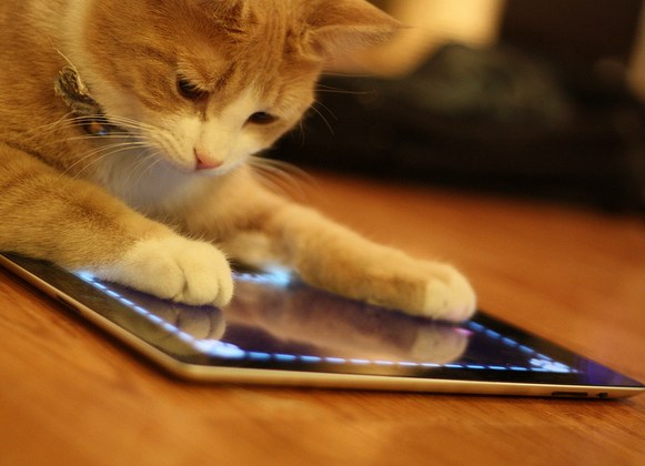 iPad cat